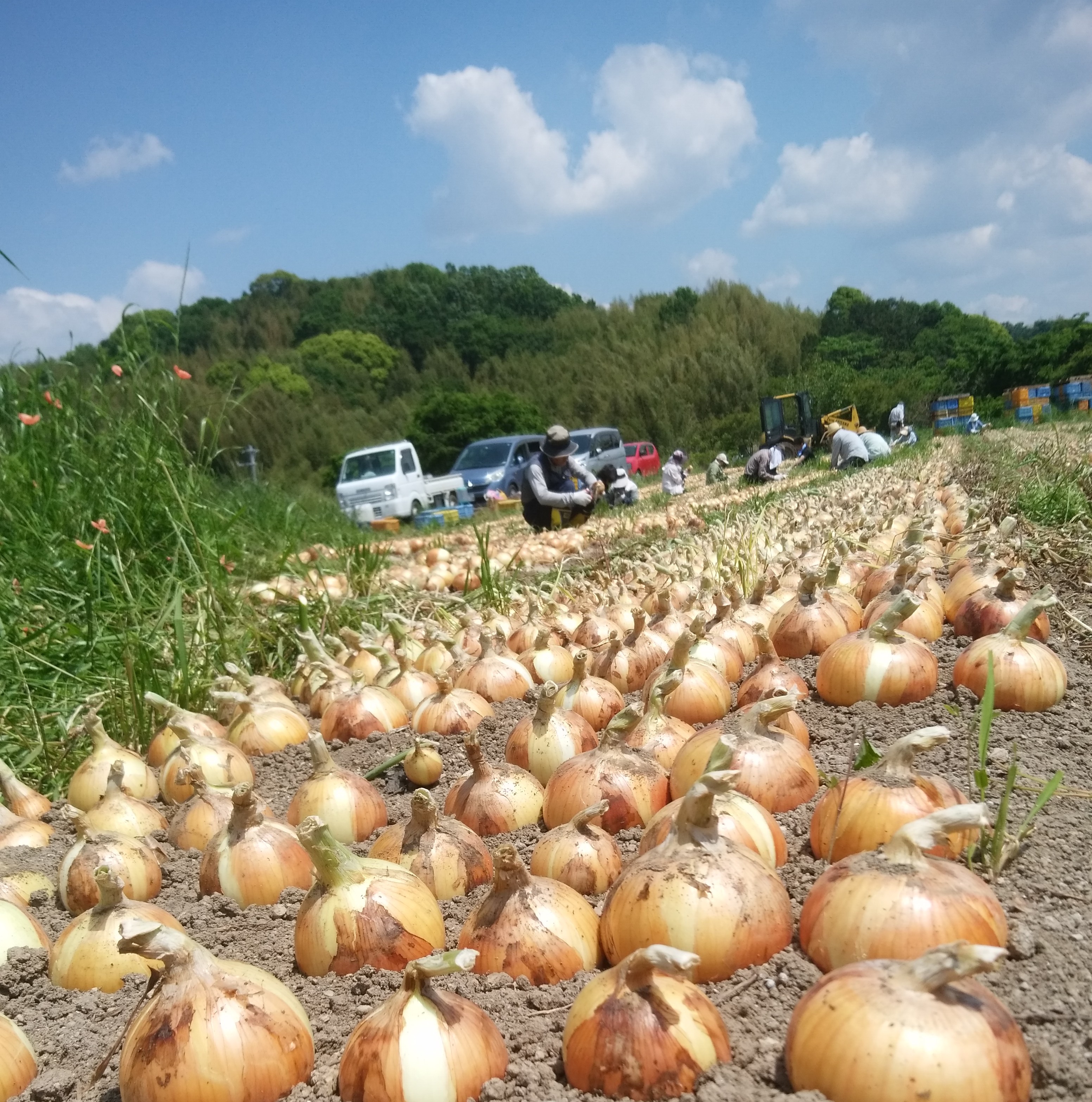 たまねぎ　5個 楽天市場】【エントリーでP10倍】今井ファーム かくし玉5kg